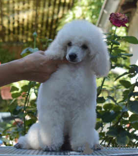 Photo №4. I will sell poodle (toy) in the city of Belgrade. breeder - price - negotiated