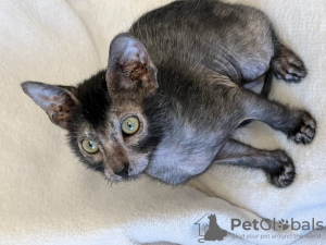 Additional photos: Lykoi, kittens of a rare breed Lykoi (cat-wolf, cat-Werewolf) are sold