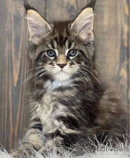 Photo №2 to announcement № 161715 for the sale of maine coon - buy in United States breeder