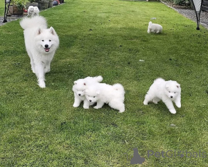 Photo №1. samoyed dog - for sale in the city of Johvi | Is free | Announcement № 169519