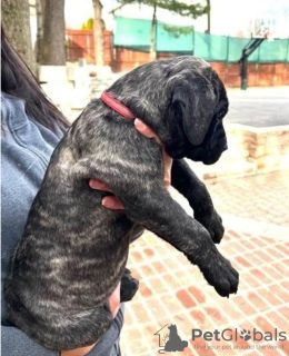 Photo №1. perro de presa canario - for sale in the city of Milan | 370$ | Announcement № 110965