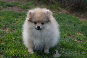Photo №2 to announcement № 46378 for the sale of pomeranian - buy in Russian Federation breeder