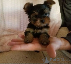 Photo №1. yorkshire terrier - for sale in the city of Charlotte | 400$ | Announcement № 76497