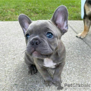 Photo №1. french bulldog - for sale in the city of Bielefeld | 317$ | Announcement № 70906