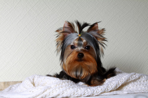 Photo №1. yorkshire terrier - for sale in the city of Kirov | negotiated | Announcement № 1643
