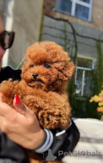 Photo №3. Female Toy Poodle. Germany