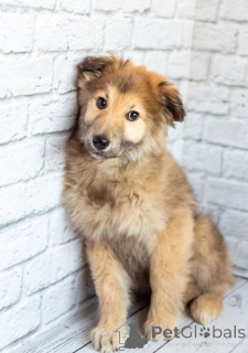 Photo №2 to announcement № 163125 for the sale of non-pedigree dogs - buy in Russian Federation private announcement