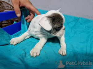 Additional photos: French bulldog puppies for sale