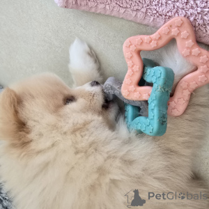 Photo №4. I will sell pomeranian in the city of Hannover. breeder - price - 1882$