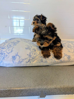 Photo №2 to announcement № 166927 for the sale of yorkshire terrier - buy in Netherlands private announcement
