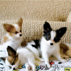 Photo №1. papillon dog - for sale in the city of Dunajská Streda | negotiated | Announcement № 175822