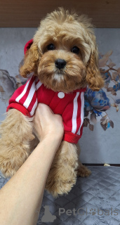 Photo №3. Cavapoo puppies. Belarus