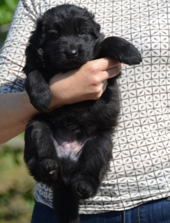Photo №2 to announcement № 6524 for the sale of german shepherd - buy in Ukraine from nursery
