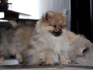 Additional photos: Pomeranian Girl, Orange Sable