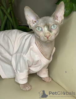Photo №1. sphynx-katze - for sale in the city of Yaroslavl | 608$ | Announcement № 13292
