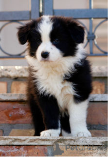 Photo №1. border collie - for sale in the city of Stockholm | negotiated | Announcement № 113228