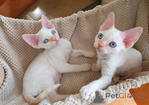 Photo №1. devon rex - for sale in the city of Hamburg | 250$ | Announcement № 155334