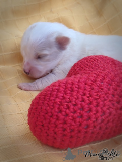 Photo №4. I will sell odis in the city of Częstochowa. breeder - price - 1129$