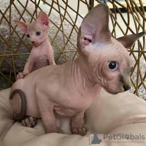 Photo №1. sphynx cat - for sale in the city of Straubing | 211$ | Announcement № 111064