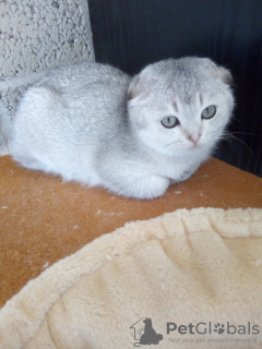 Photo №2 to announcement № 10013 for the sale of scottish fold - buy in Ukraine private announcement