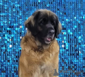 Photo №2 to announcement № 18596 for the sale of leonberger - buy in Russian Federation from nursery