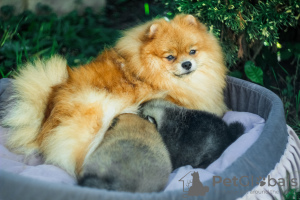 Photo №1. pomeranian - for sale in the city of Vitebsk | 1757$ | Announcement № 7797