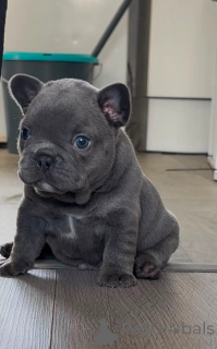 Photo №1. french bulldog - for sale in the city of Leudlange | 413$ | Announcement № 174359