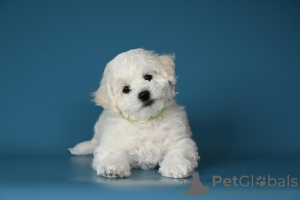 Photo №1. bichon frise - for sale in the city of Odessa | 1021$ | Announcement № 49327
