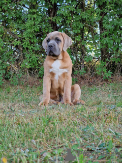 Photo №2 to announcement № 109274 for the sale of cane corso - buy in Poland breeder