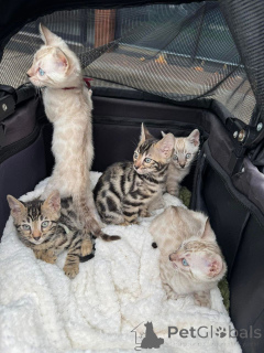 Photo №2 to announcement № 152744 for the sale of bengal cat - buy in Switzerland private announcement
