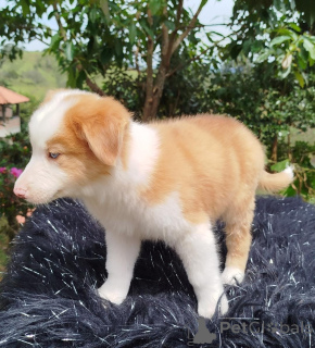 Photo №1. border collie - for sale in the city of Aberts | negotiated | Announcement № 168861