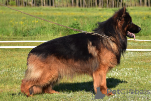 Photo №1. Mating service - breed: german shepherd. Price - 317$