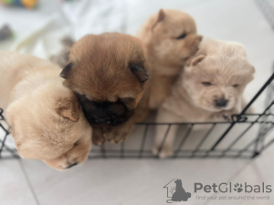 Photo №3. Cute, fluffy and playful Chow Chow puppies!. United Arab Emirates