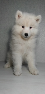 Photo №1. samoyed dog - for sale in the city of Minsk | 229$ | Announcement № 5297