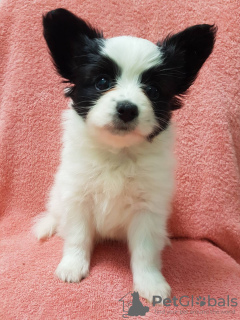 Photo №4. I will sell papillon dog in the city of Yaroslavl. private announcement - price - 743$