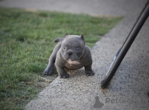 Photo №2 to announcement № 79571 for the sale of american bully, patterdale terrier - buy in Germany private announcement