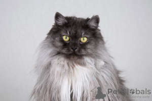 Photo №3. Fluffy beauty cat Delphine.. Russian Federation