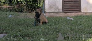 Additional photos: Belgian Malinois Shepherd puppies