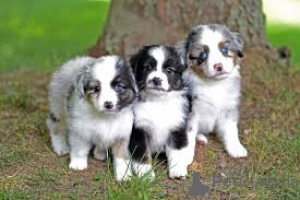 Photo №1. australian shepherd - for sale in the city of Paris | 723$ | Announcement № 163159