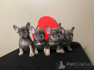 Photo №3. Beautiful french bulldog puppies  Business WhatsApp 37256062792. Finland