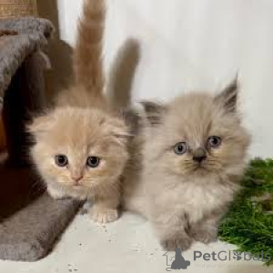 Photo №1. munchkin - for sale in the city of Helsinki | 599$ | Announcement № 164078