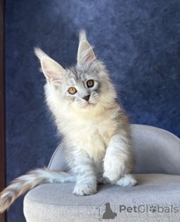 Photo №3. Healthy and Well-Socialized Maine Coon Kittens for Sale. Germany
