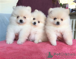 Photo №3. Purebred Pomeranian. United States