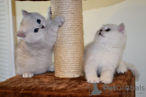 Photo №3. Lovely British shorthair kittens with home training for sale. Germany