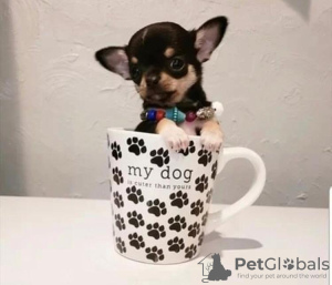 Photo №2 to announcement № 87929 for the sale of chihuahua - buy in Netherlands private announcement