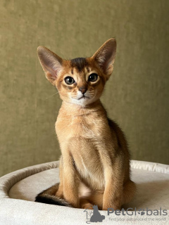 Photo №3. Abyssinian kittens. Belarus