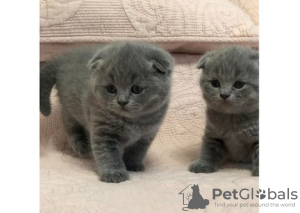 Photo №1. scottish fold - for sale in the city of Кортрейк | Is free | Announcement № 105583