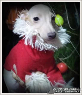 Photo №1. italian greyhound - for sale in the city of Салоники | 1216$ | Announcement № 8288