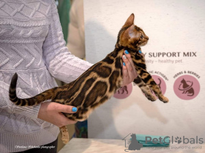 Photo №1. bengal cat - for sale in the city of Mariupol | 1000$ | Announcement № 13372