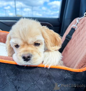 Photo №4. I will sell american cocker spaniel in the city of Berlin. breeder - price - negotiated